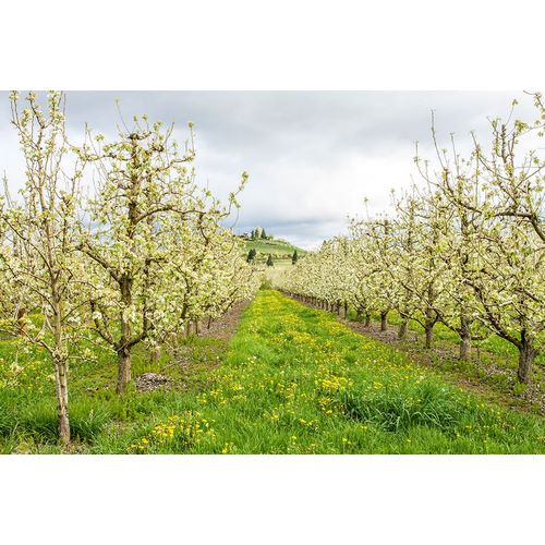 Horton, Janet 아티스트의 Hood River-Oregon-USA Apple orchard in blossom in the Fruit Loop area작품입니다.